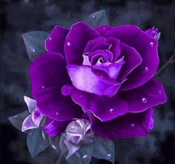 紫玫瑰花语是什么意思