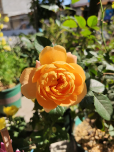 月季花有哪些品种 开花最勤的月季花推荐