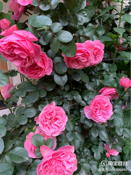 月季花有哪些品种