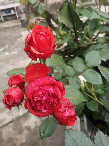 月季花有哪些品种