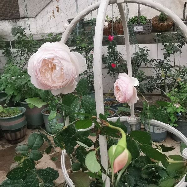 月季花有哪些品种