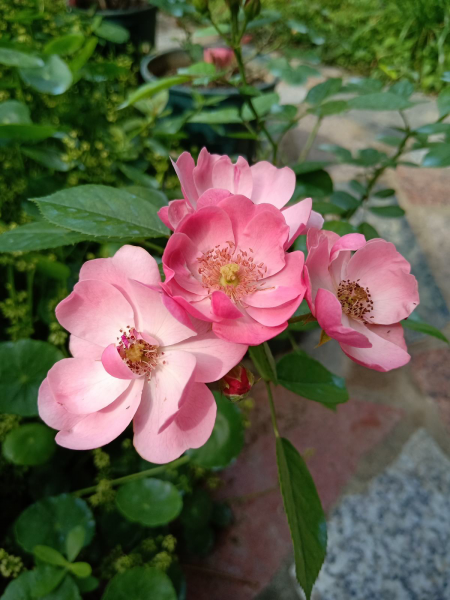 月季花有哪些品种