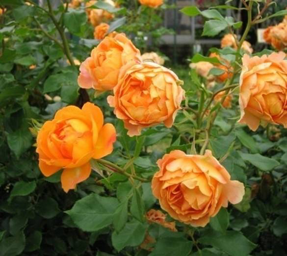 月季花有哪些品种
