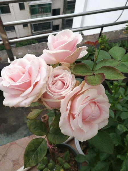月季花有哪些品种