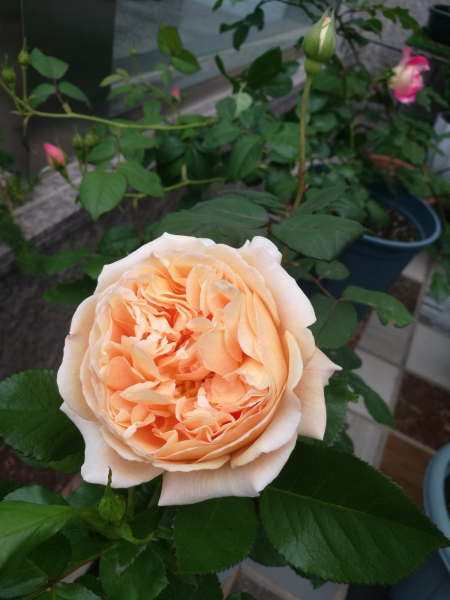 月季花有哪些品种