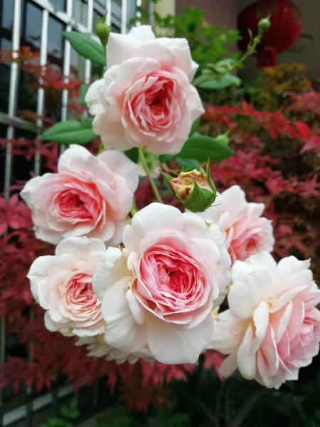 月季花有哪些品种