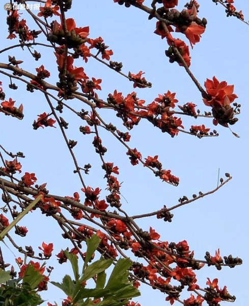 木棉花的花语是什么