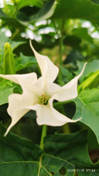 曼陀罗花语是什么意思