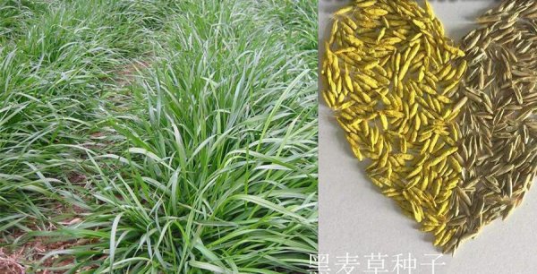 绿化用的草有哪些种类