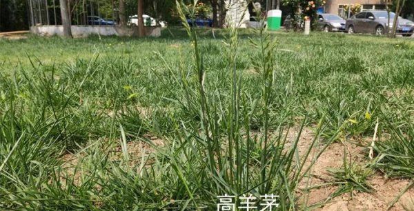 绿化用的草有哪些种类