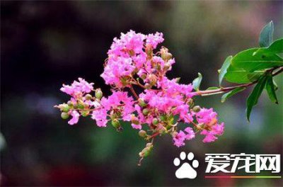 紫薇花语和寓意 浅谈紫薇花的象征意义