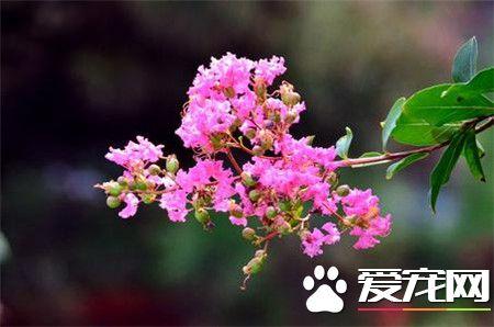紫薇花语和寓意
