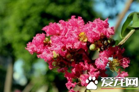 紫薇花语和寓意