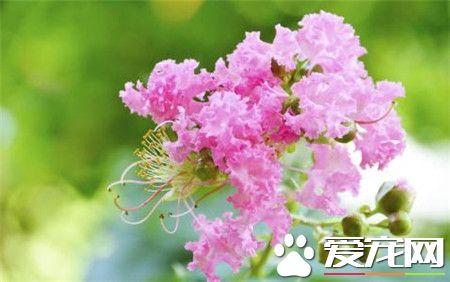 紫薇花语和寓意