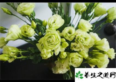 洋桔?；ㄓ锸鞘裁匆馑?洋桔梗的寓意和象征