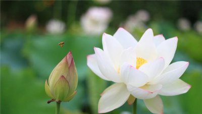 七月的代表花是什么 盘点十种七月常见的花卉