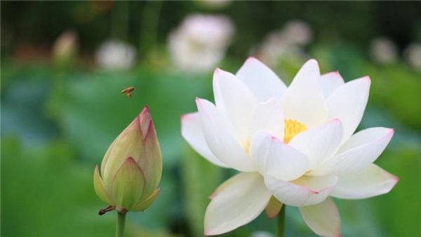 七月的代表花是什么