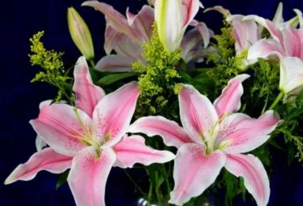 百合的花语是什么