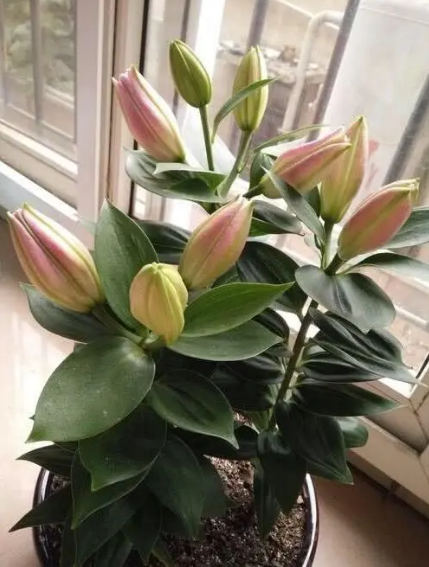百合的花语是什么