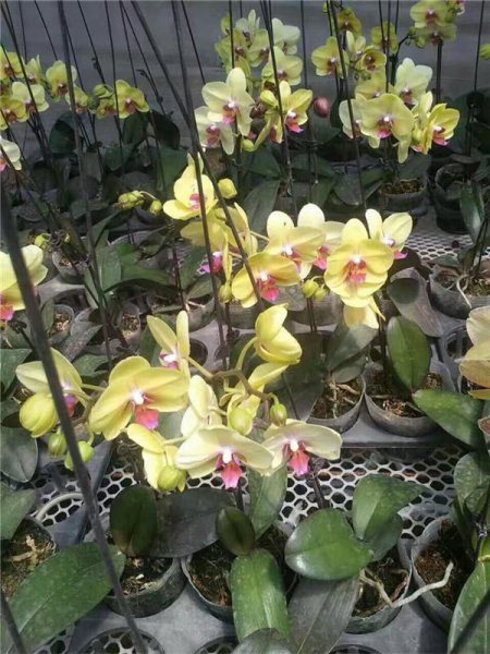 蝴蝶兰的花语是什么