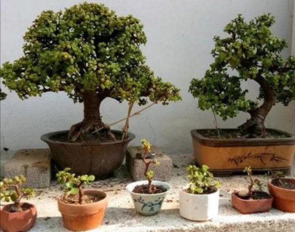 金枝玉叶花怎么养