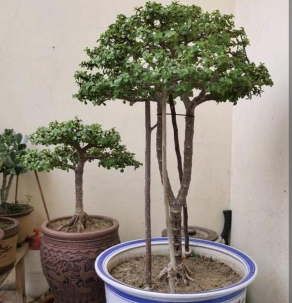 金枝玉叶花怎么养