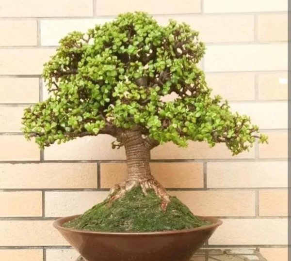 金枝玉叶花怎么养
