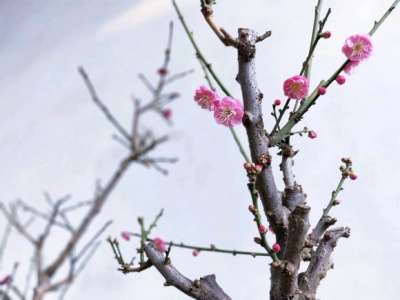 十二月开的花都有什么 十二个月每月的代表花介绍