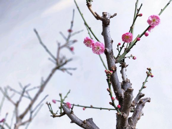 十二月开的花都有什么