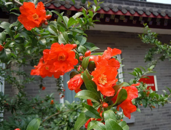 十二月开的花都有什么