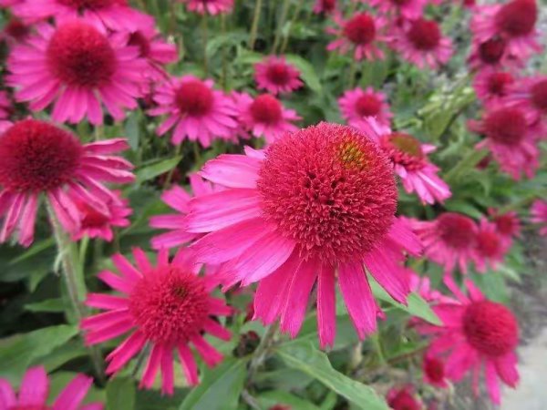 室内种什么植物可以驱蚊