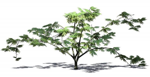 含羞草的花语是什么