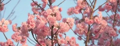 ?；ǖ幕ㄓ锛霸⒁?浅谈樱花的象征意义