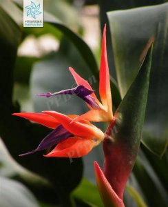 天堂鸟花语是什么意思 天堂鸟植物寓意和象征