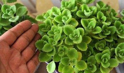 碰碰香盆景怎么养