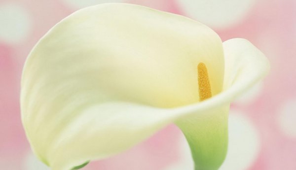 海芋花花语是什么