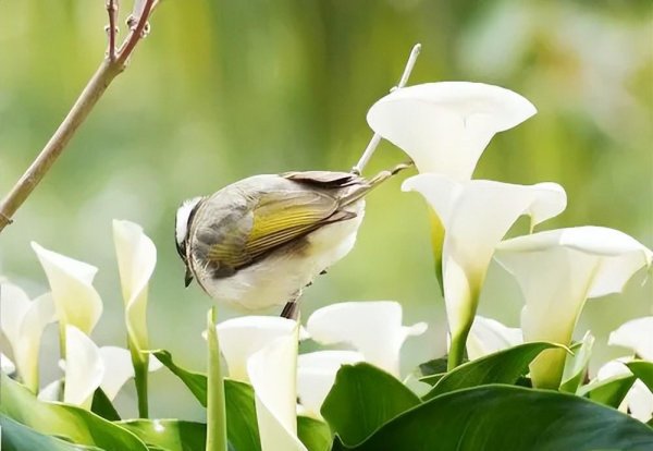 海芋花花语是什么