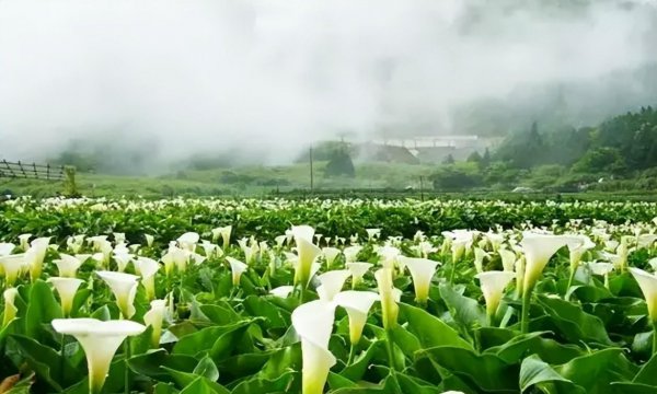 海芋花花语是什么