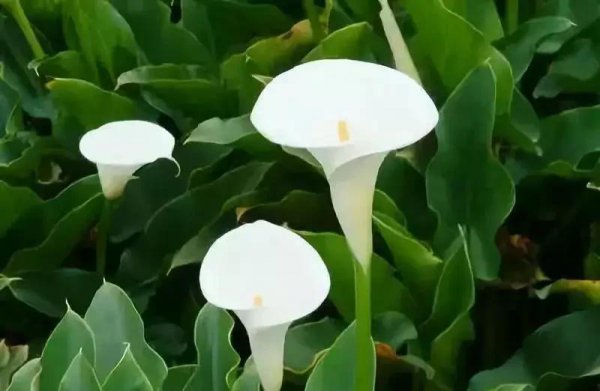 海芋花花语是什么