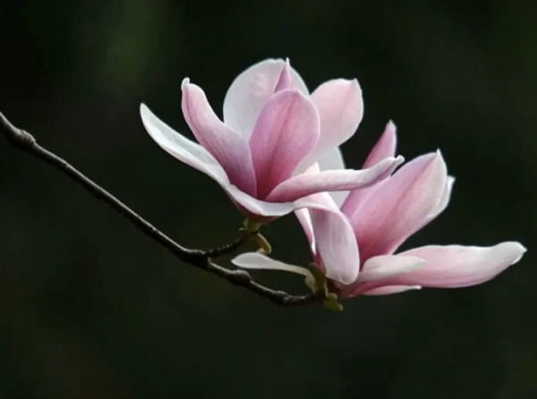 春天开放的花都有哪些