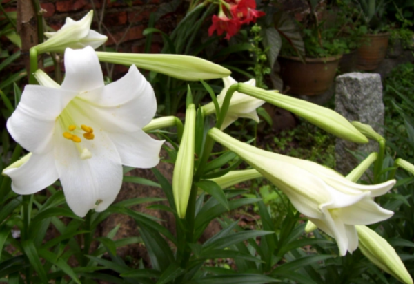 香水百合花语是什么