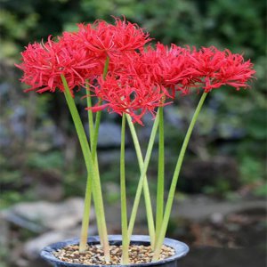 曼珠沙华花语是什么意思 曼珠沙华的寓意和传说
