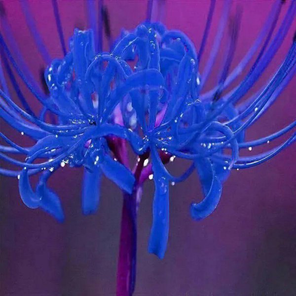 曼珠沙华花语是什么意思