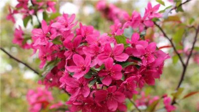 海棠花的花语与寓意是什么 了解海棠花代表的含义