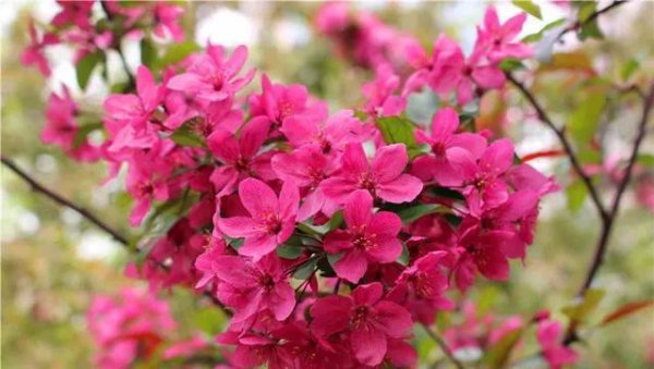 海棠花的花语与寓意是什么