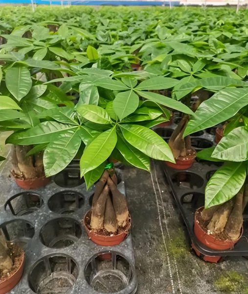 如何种植发财树盆栽
