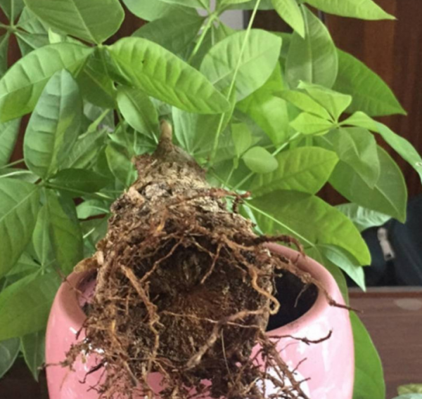 如何种植发财树盆栽