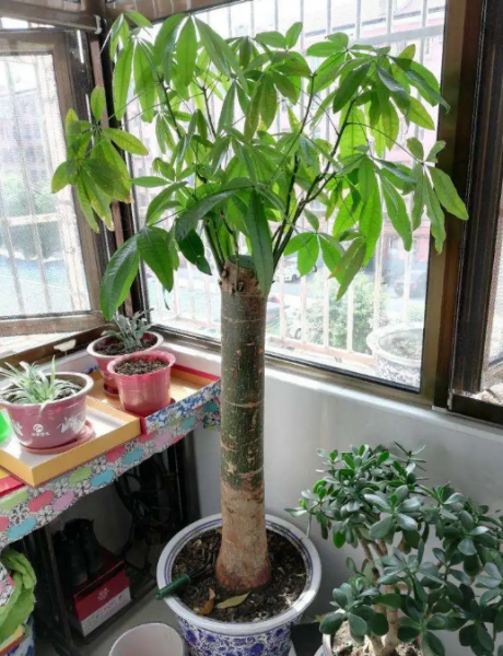 如何种植发财树盆栽
