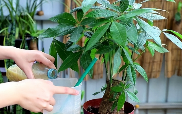 如何种植发财树盆栽