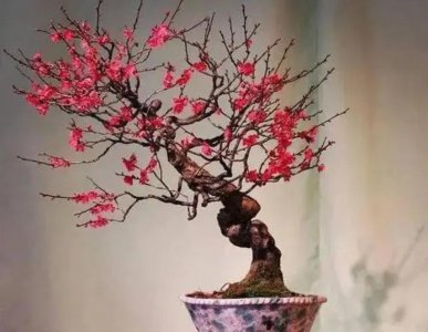 冬天有哪些花开 盘点8种代表冬天的花